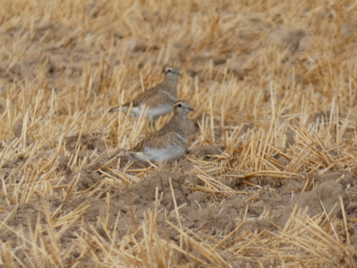 Eurasian Dotterel - ML643430156