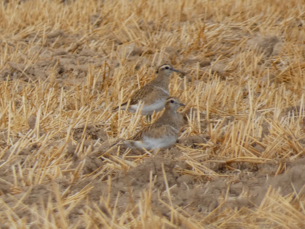 Eurasian Dotterel - ML643430157