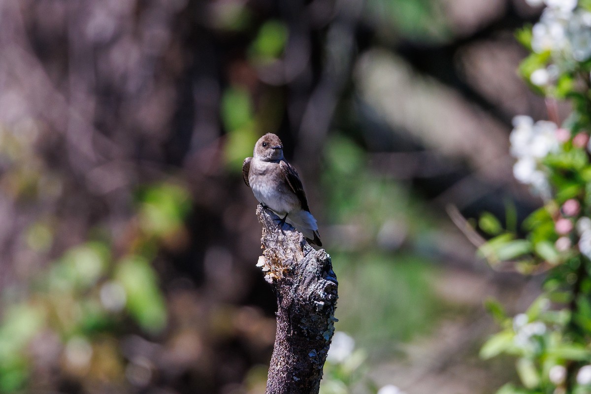 Northern Rough-winged Swallow - ML643430158