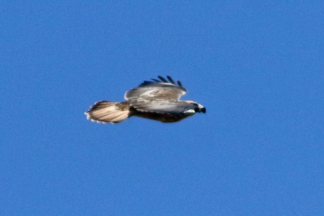 ørnvåk - ML643430160