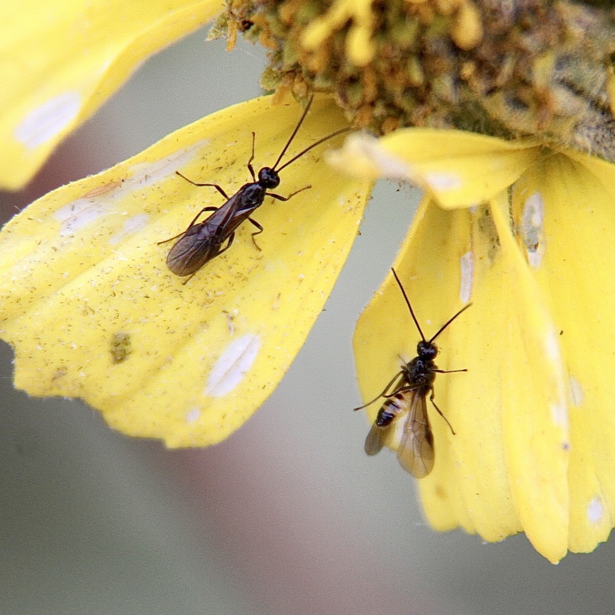 Animals - ML643430190