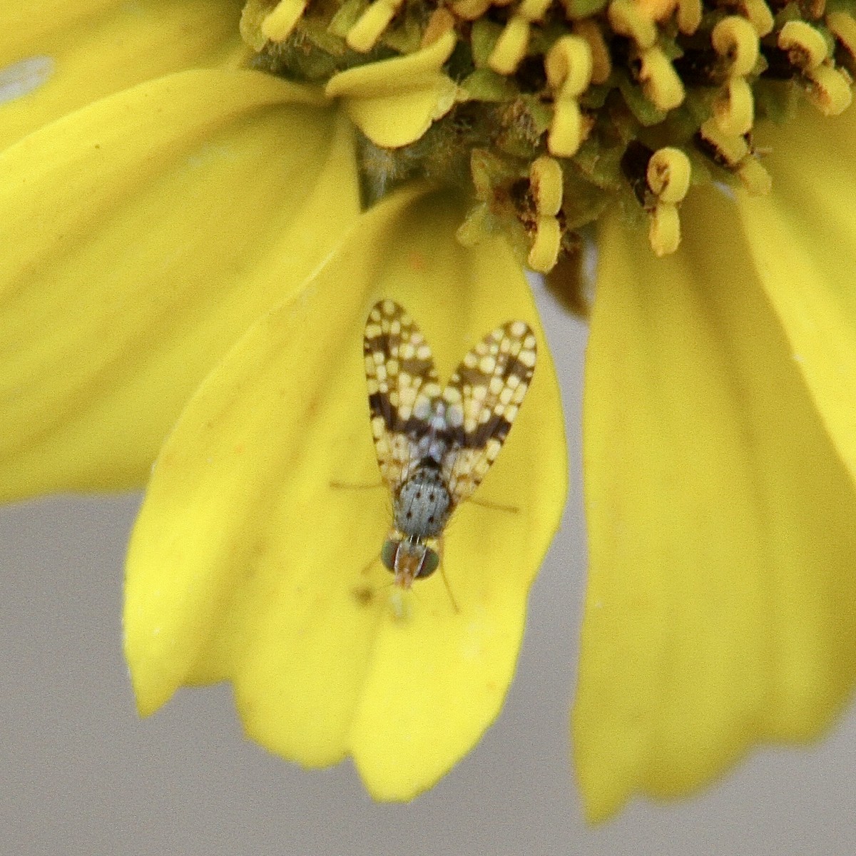 Animals - ML643430192