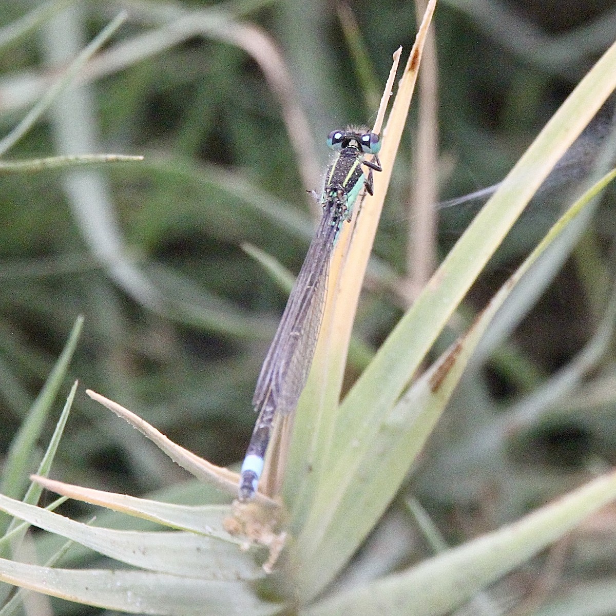 Animals - ML643430194