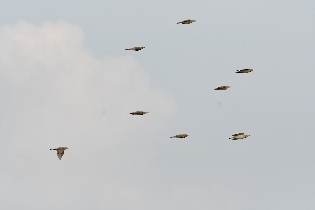 Rosy Starling - ML643430216