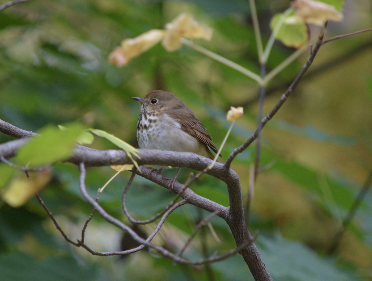 Hermit Thrush - ML643430217