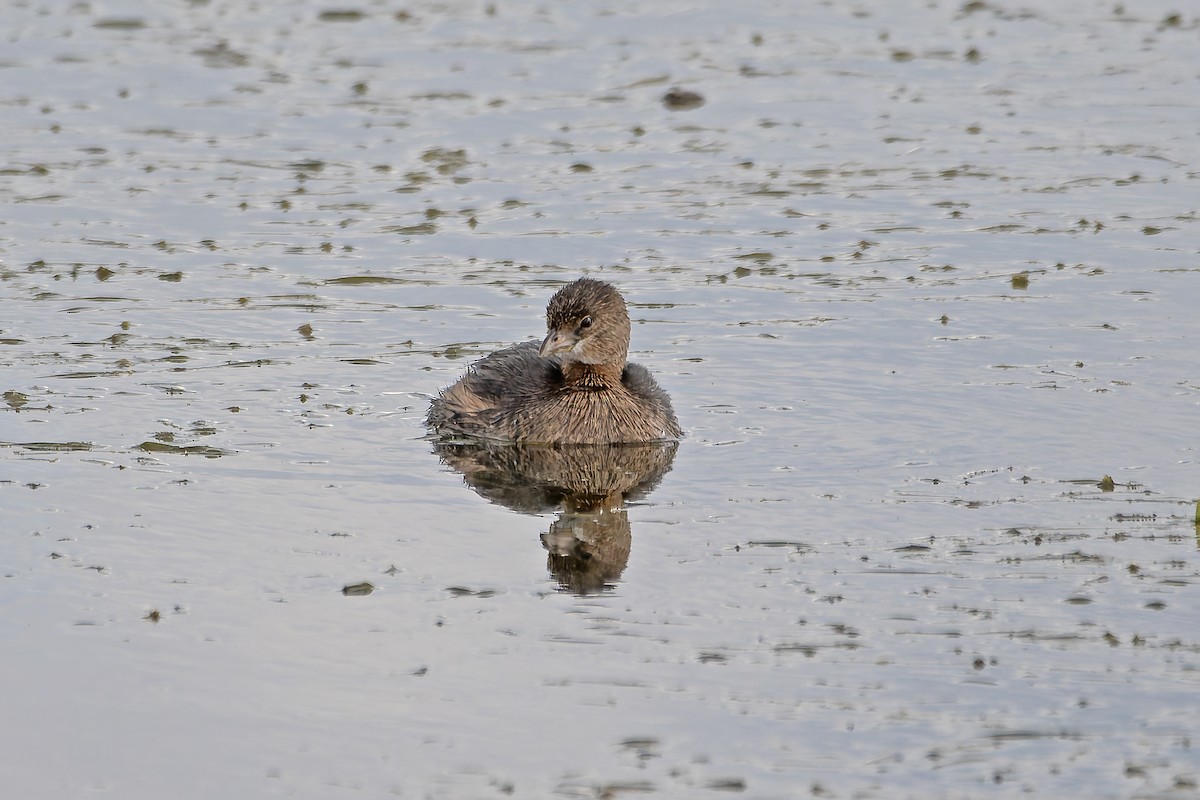 Pied-billed Grebe - ML643430218