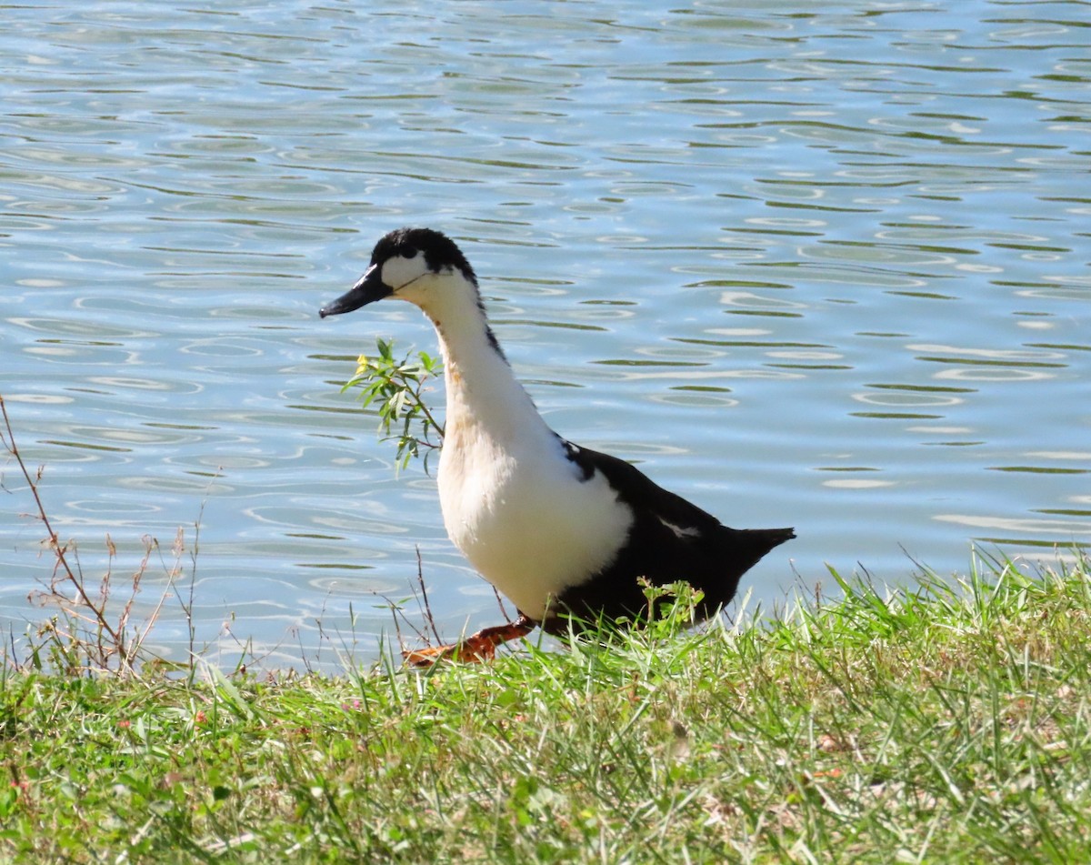 duck sp. - ML643430229