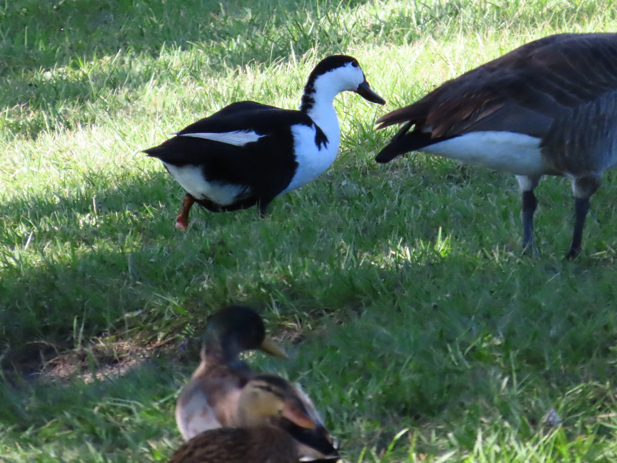 duck sp. - ML643430230