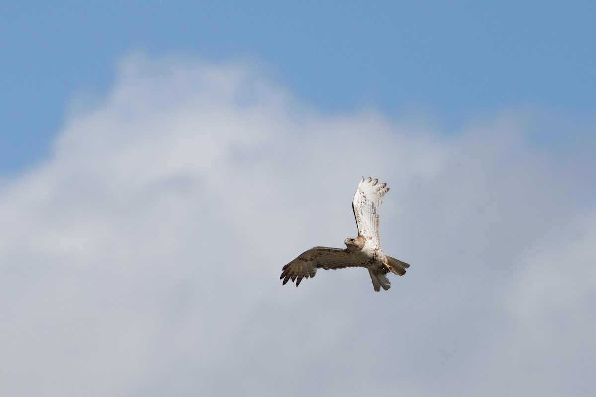 Red-tailed Hawk - ML643430233