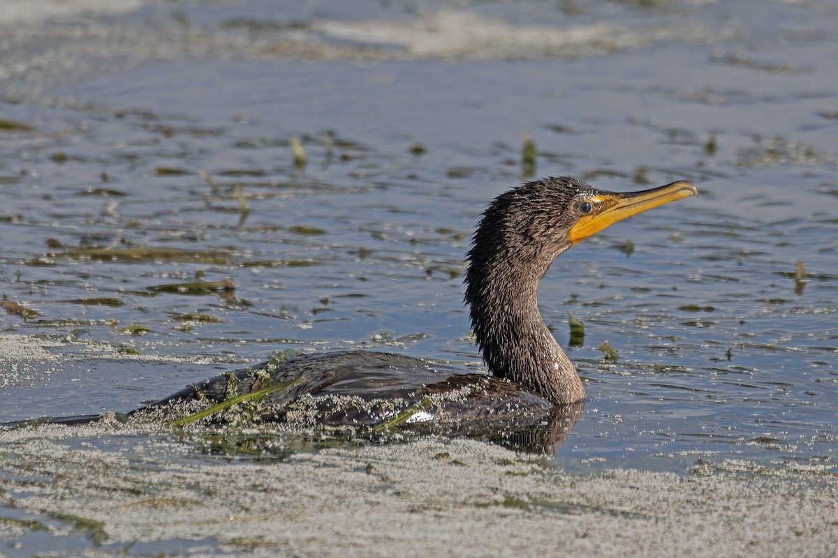 Double-crested Cormorant - ML643430234