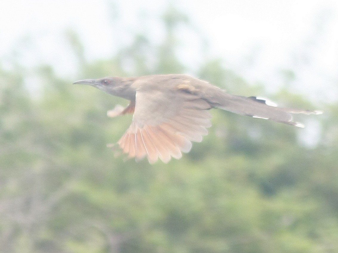 Great Lizard-Cuckoo - ML643430244