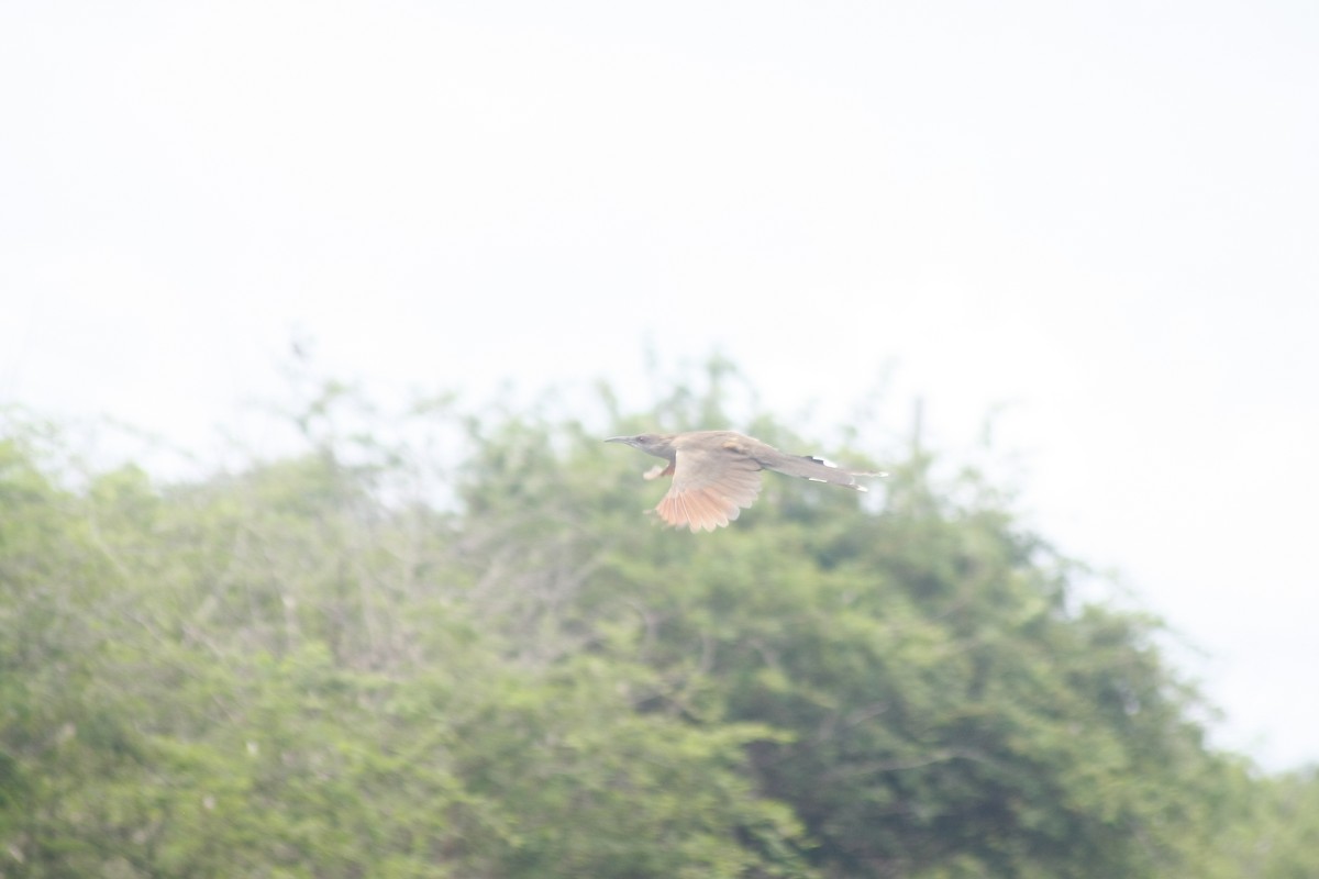 Great Lizard-Cuckoo - ML643430245