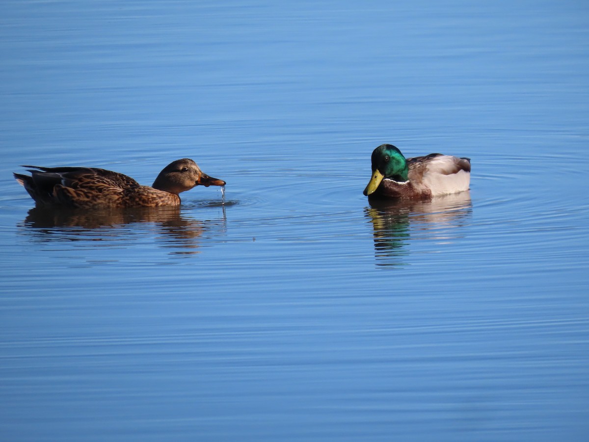 Mallard - ML643430248