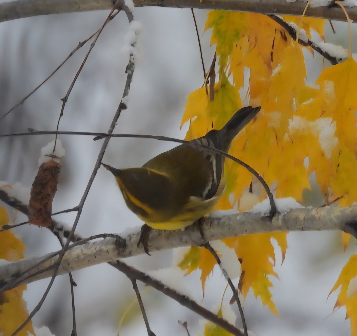 Townsend's Warbler - ML643430250