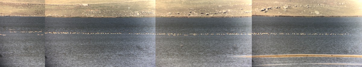 Graylag Goose - ML643430254