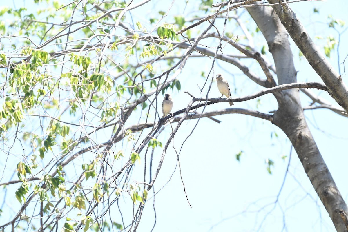 Kenya Rufous Sparrow - ML643430259