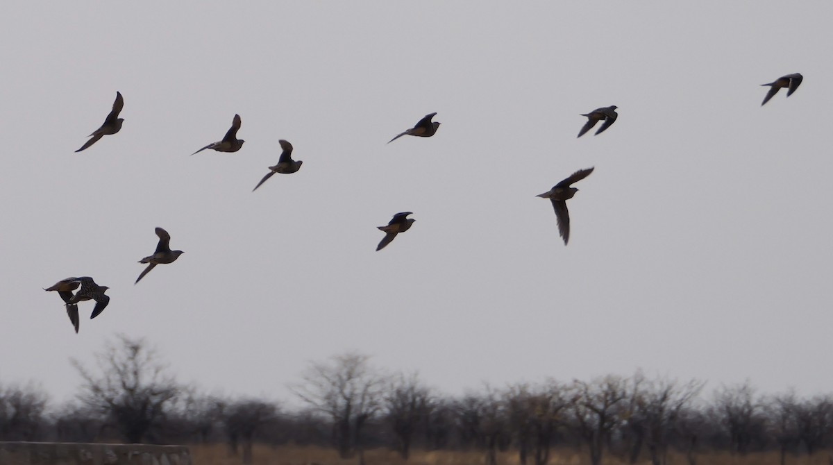 Namaqua Sandgrouse - ML643430260