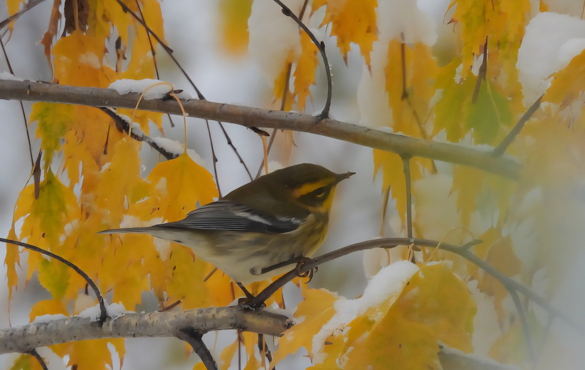 Townsend's Warbler - ML643430262