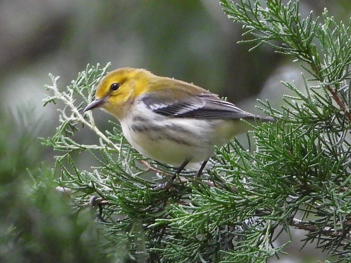 Black-throated Green Warbler - ML643430265