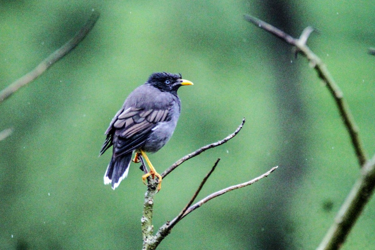 Jungle Myna - ML643430266