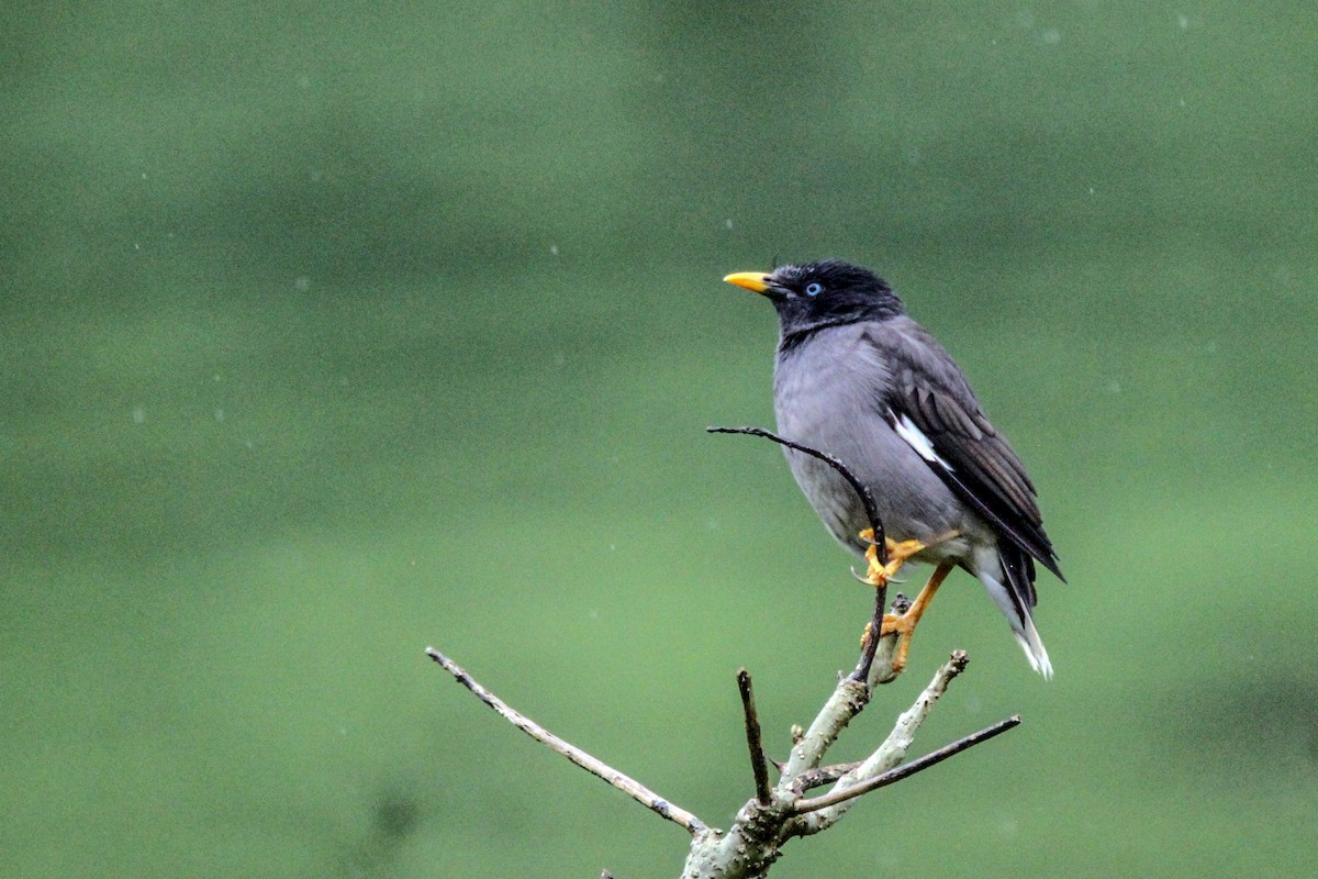 Jungle Myna - ML643430268