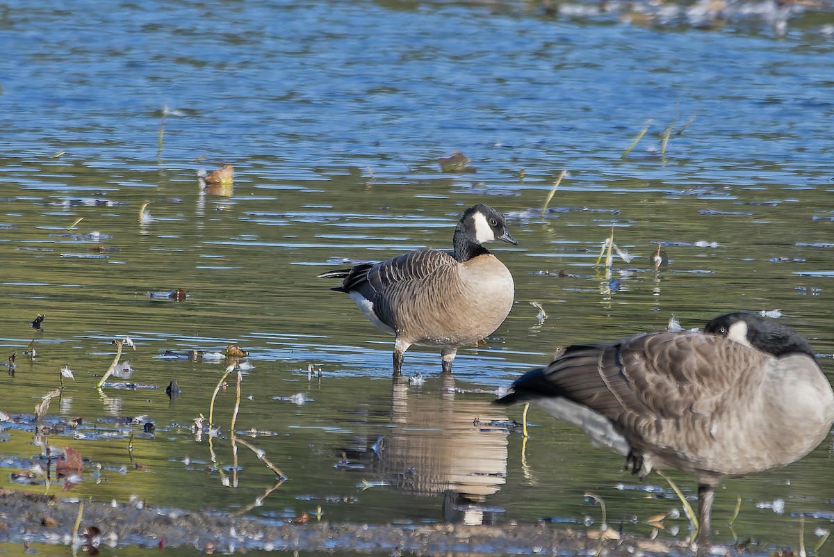 Cackling Goose - ML643430270