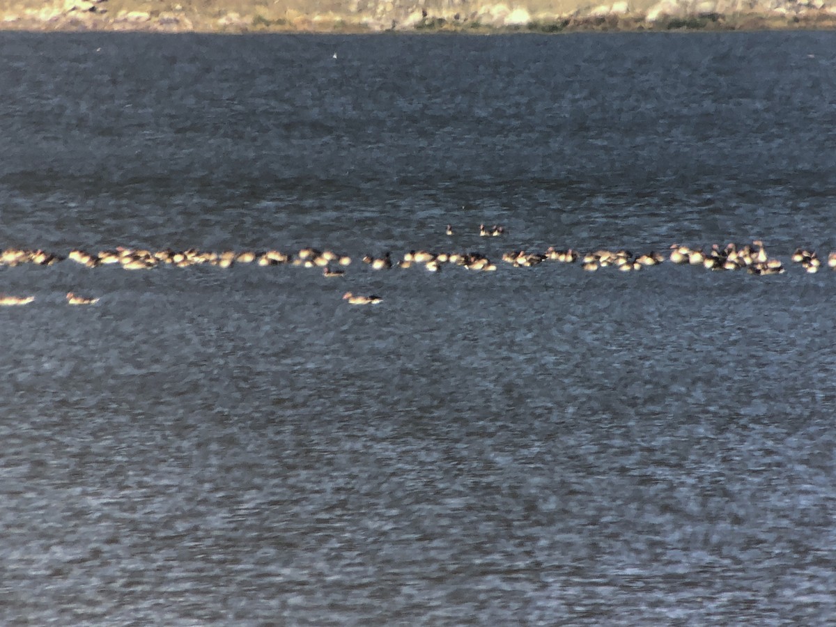 Graylag Goose - ML643430275