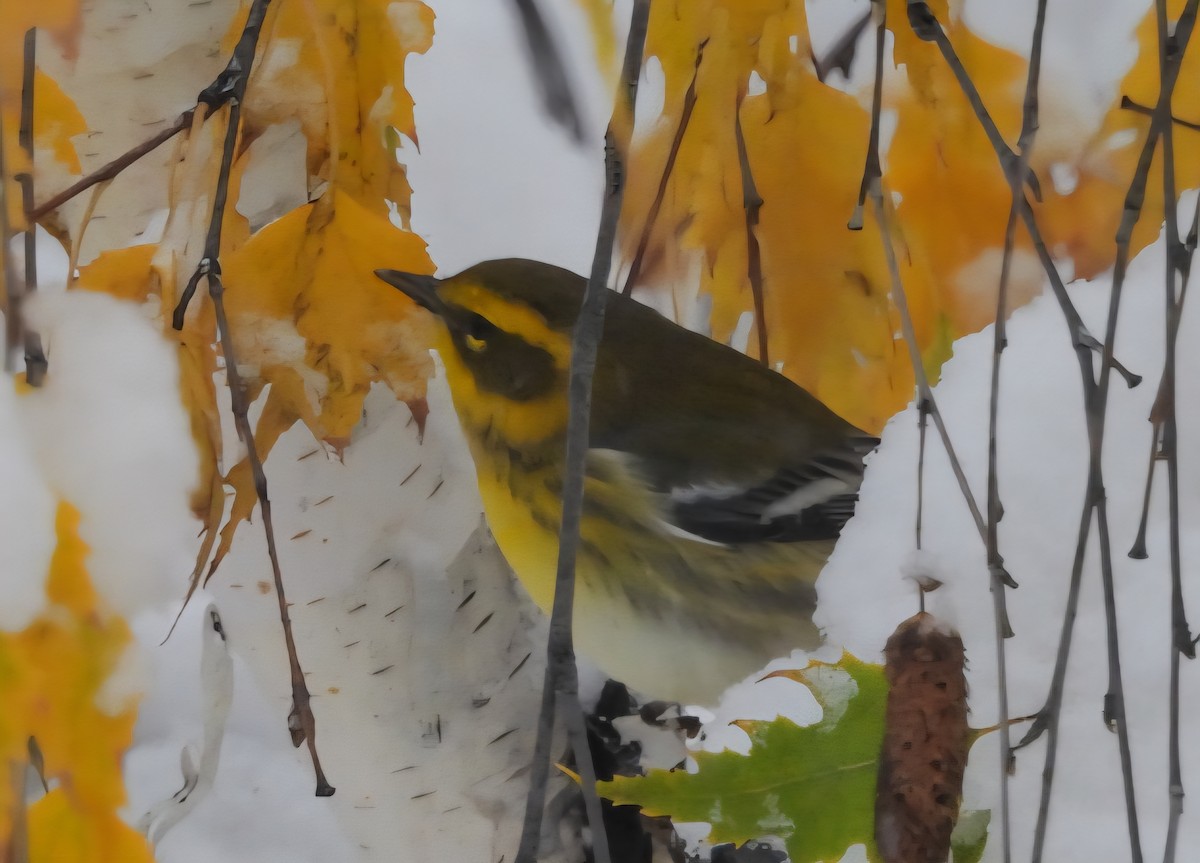Townsend's Warbler - ML643430282