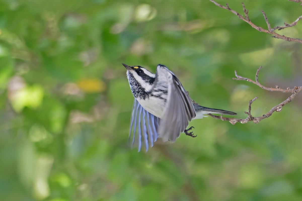 Black-throated Gray Warbler - ML643430291