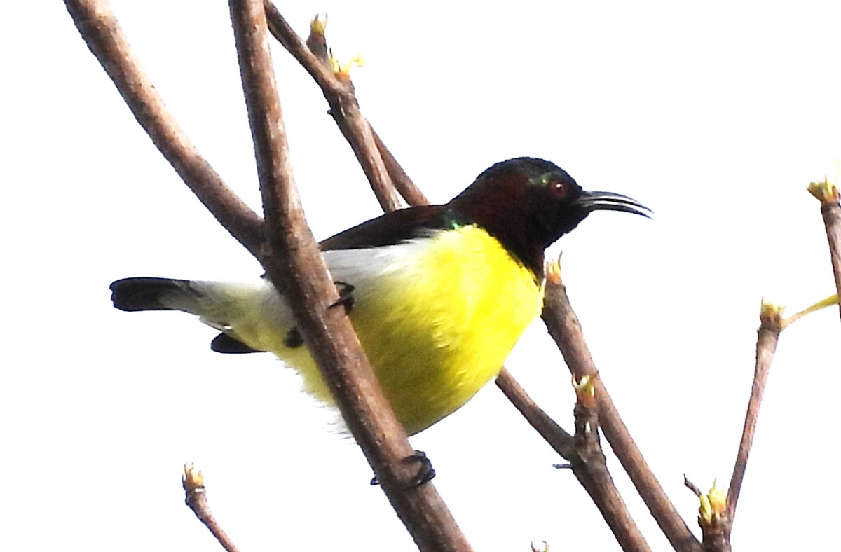 Purple-rumped Sunbird - ML643430293