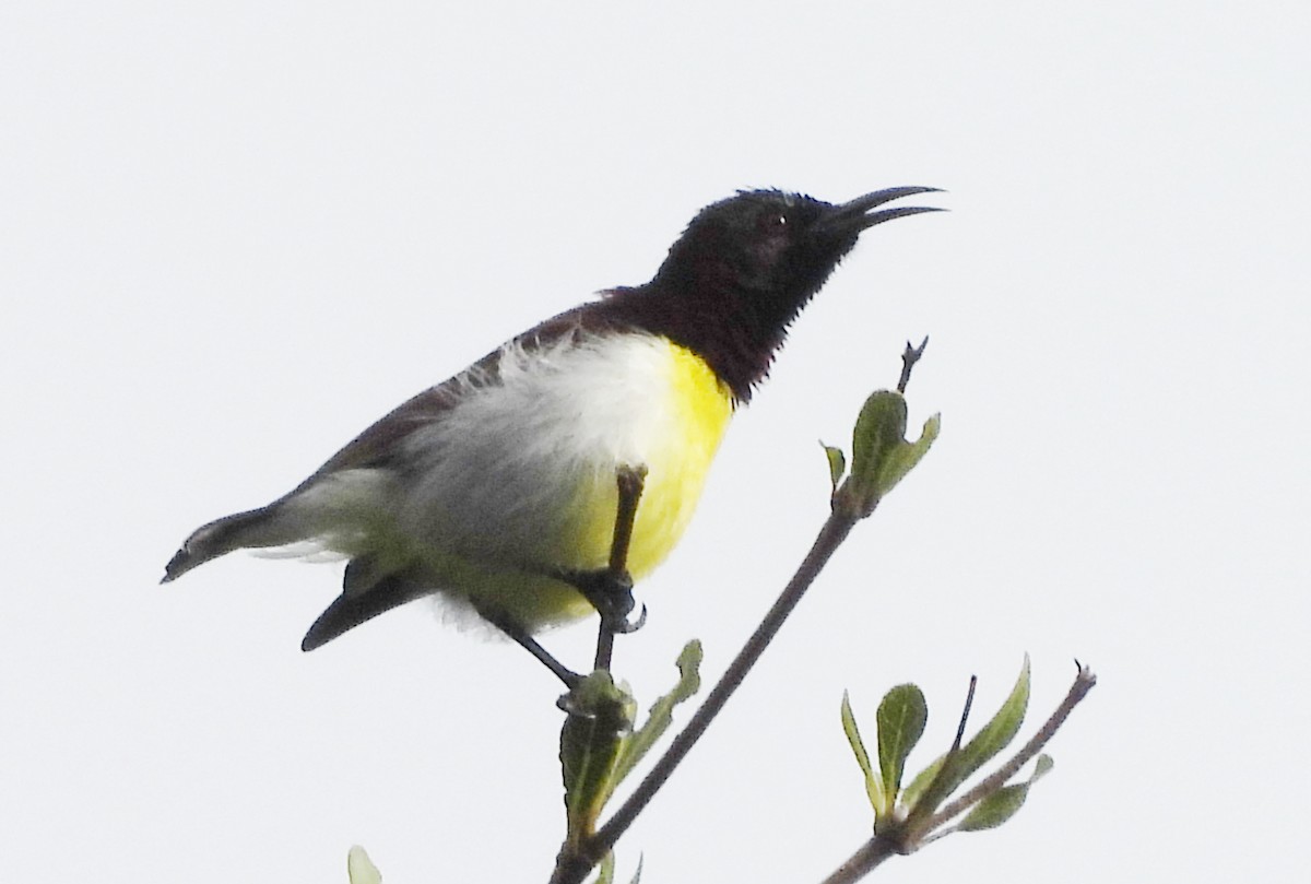 Purple-rumped Sunbird - ML643430294