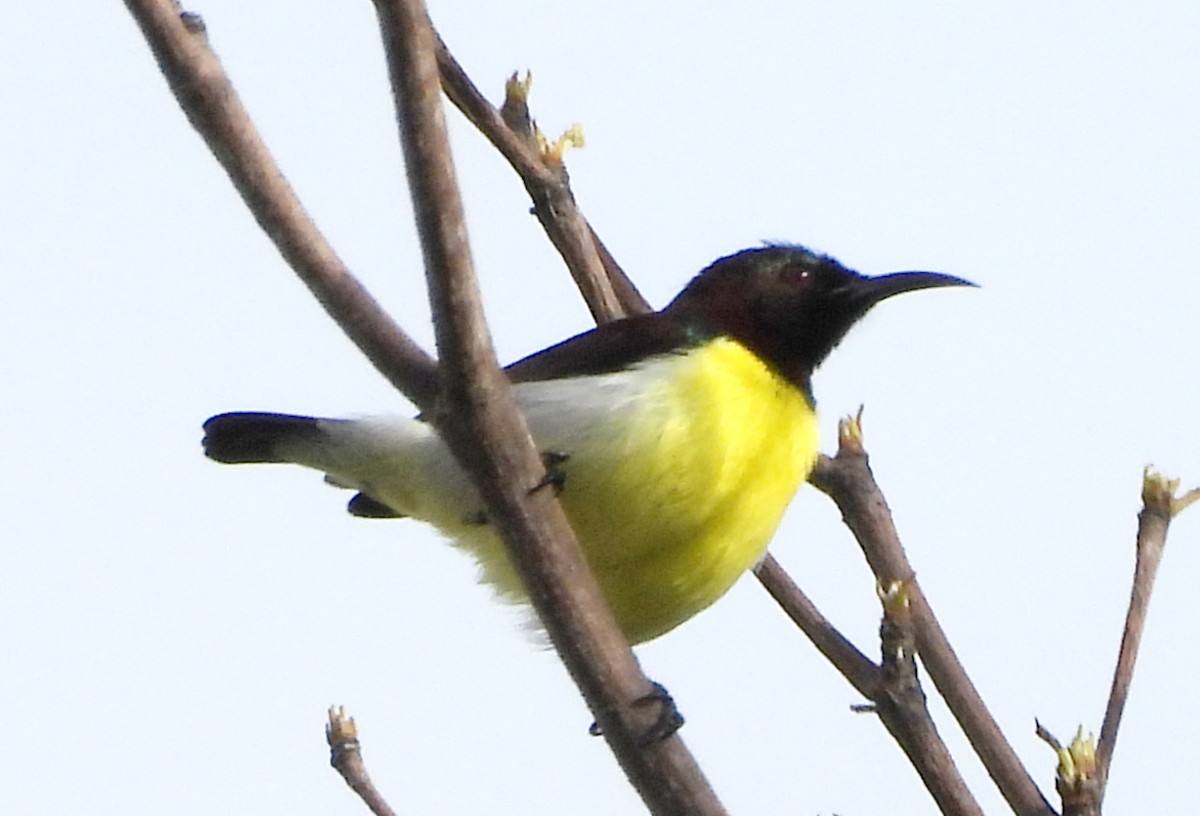 Purple-rumped Sunbird - ML643430295