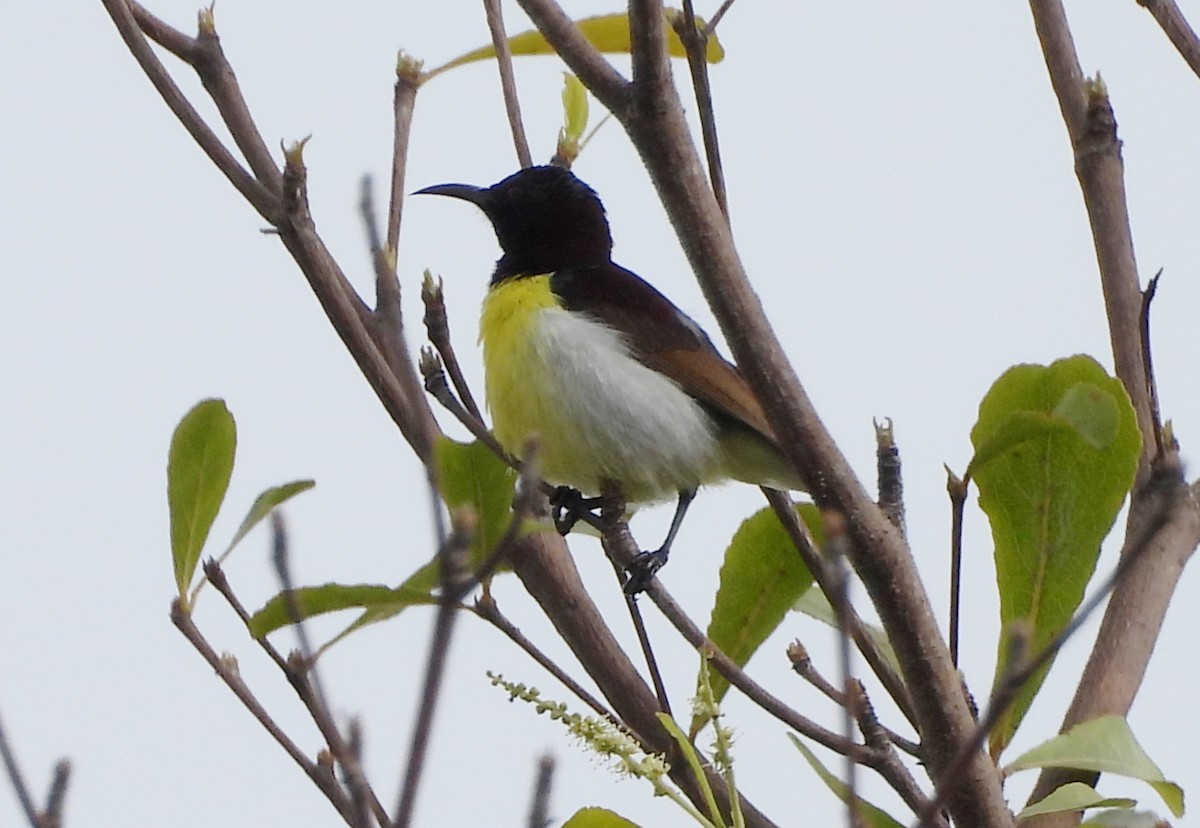 Purple-rumped Sunbird - ML643430296
