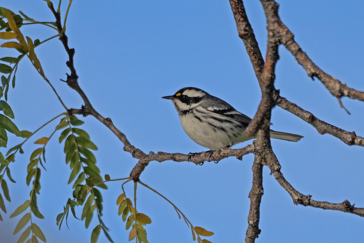 Black-throated Gray Warbler - ML643430297