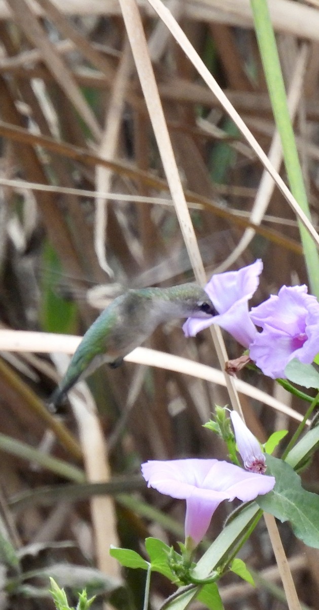 Ruby-throated Hummingbird - ML643430300