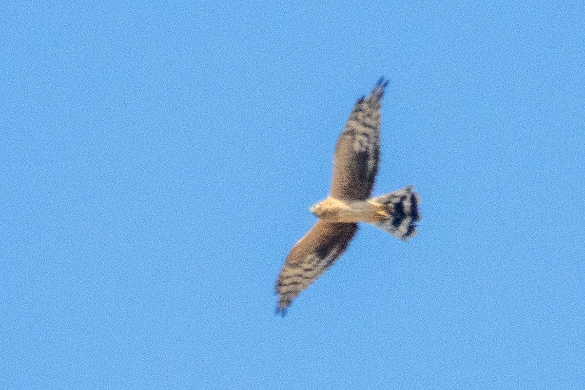 Busard pâle - ML643430302