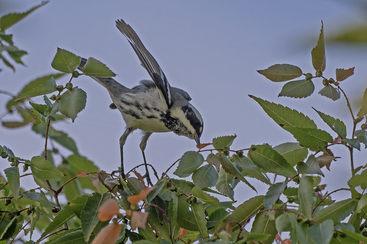 Black-throated Gray Warbler - ML643430309