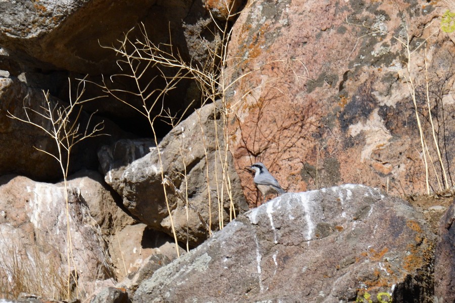 Büyük Kaya Sıvacısı - ML643430323