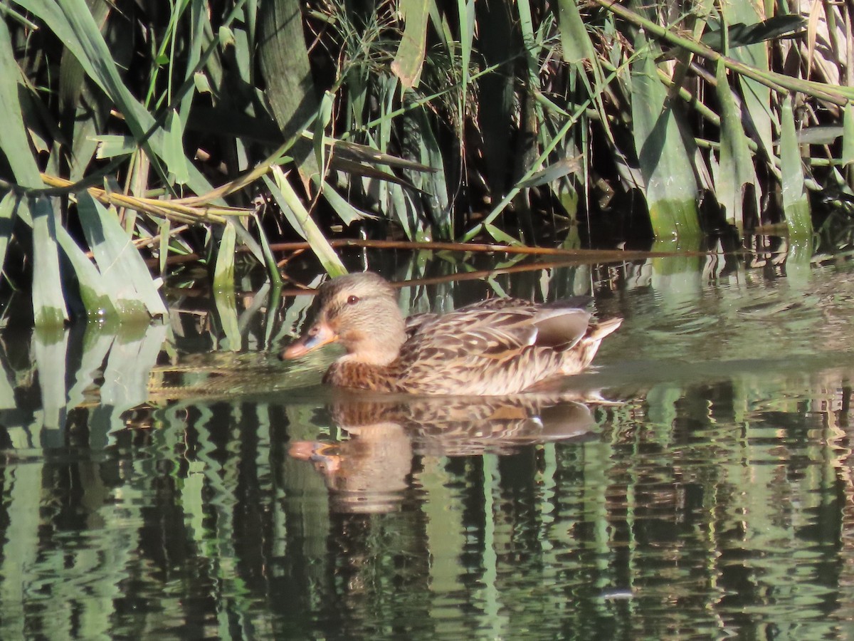 Mallard - ML643430337