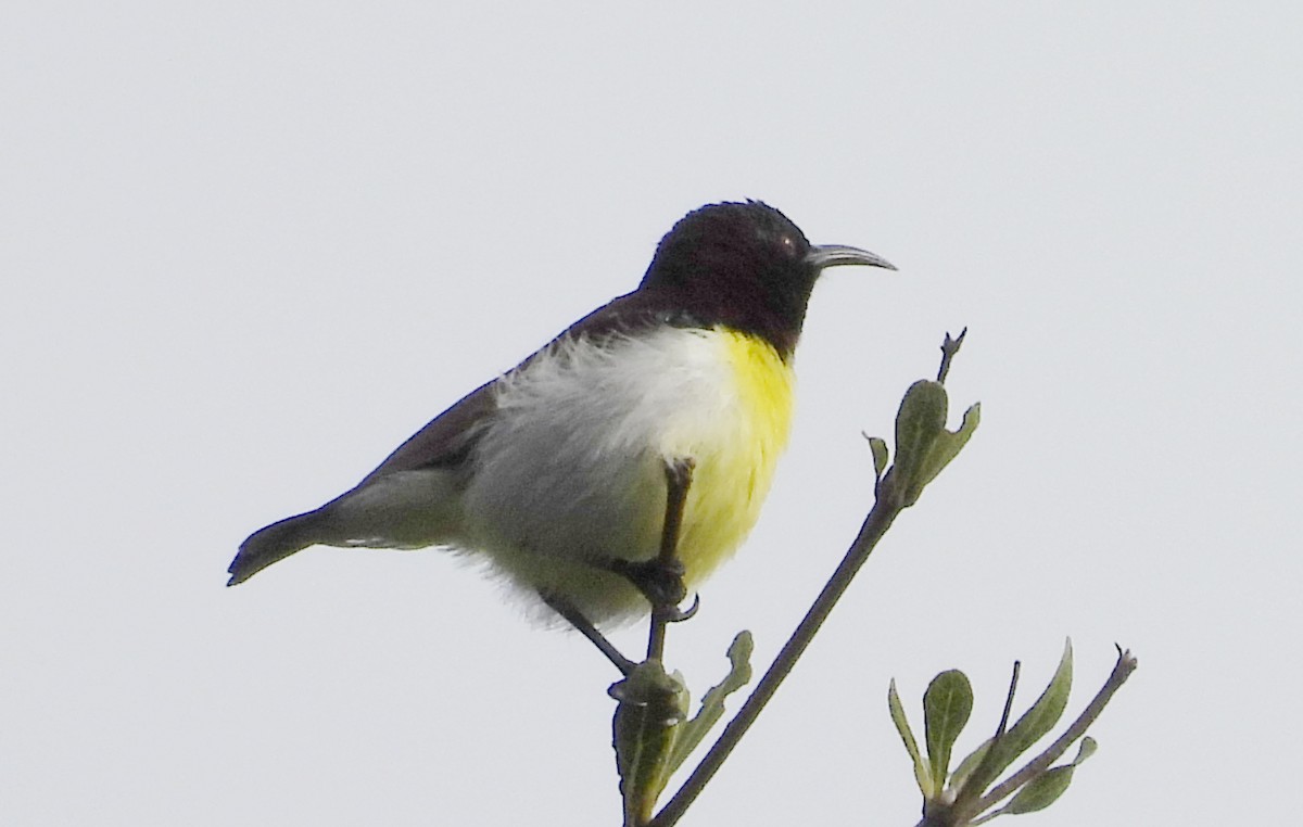 Purple-rumped Sunbird - ML643430343