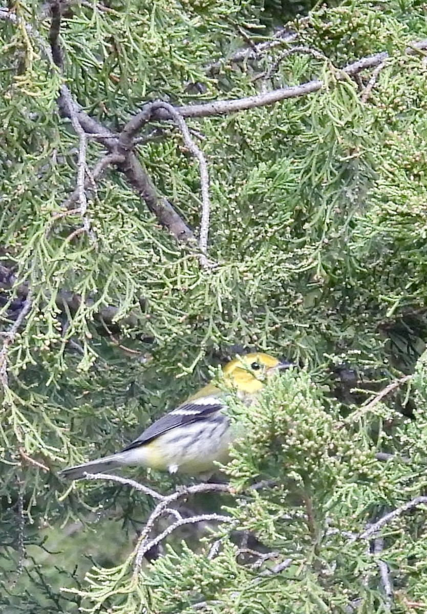 Black-throated Green Warbler - ML643430345