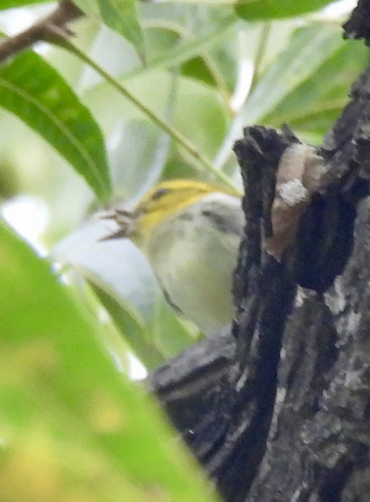 Black-throated Green Warbler - ML643430346