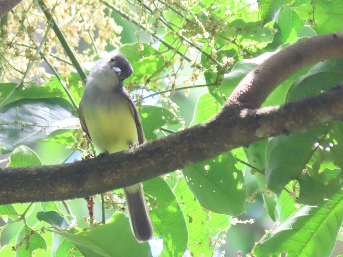 Short-crested Flycatcher - ML643430347