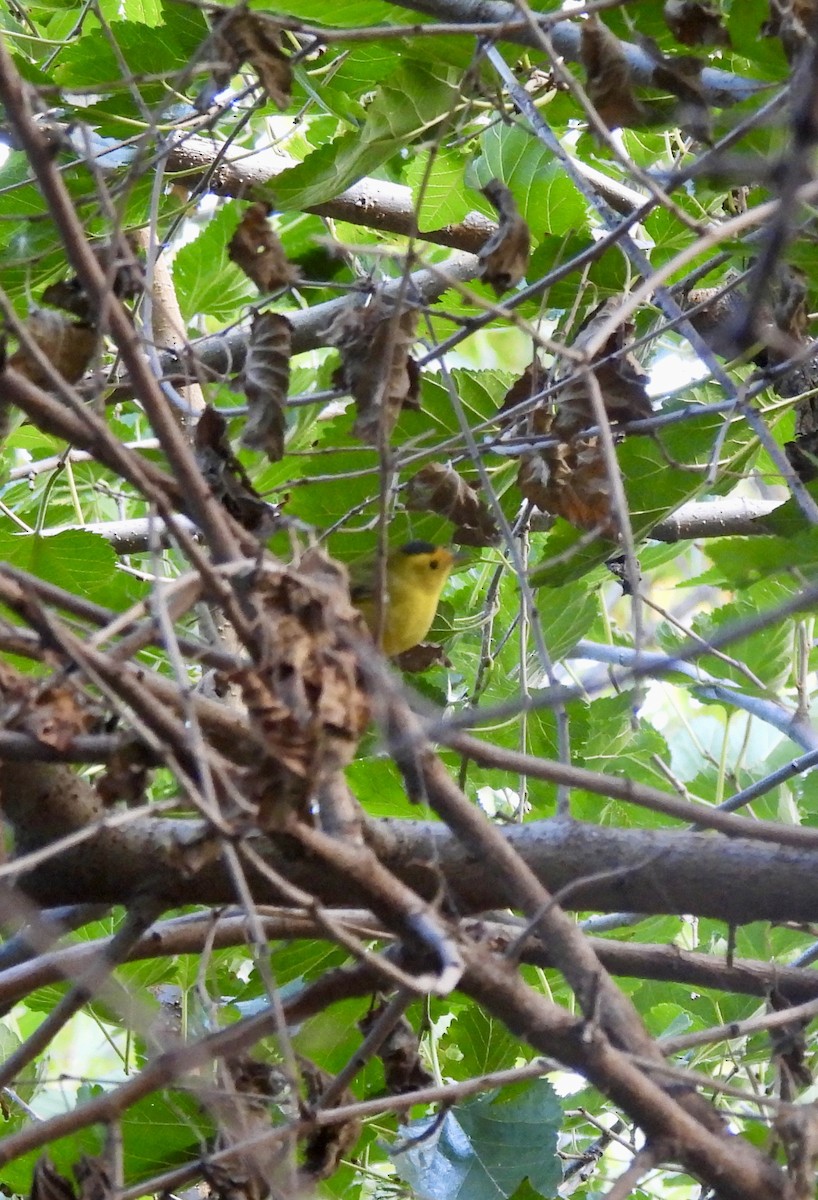 Wilson's Warbler - ML643430349