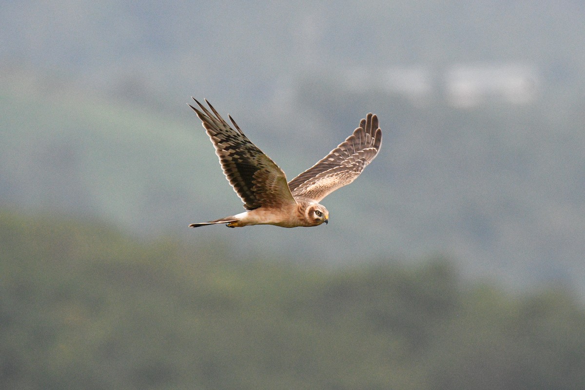 Aguilucho Papialbo - ML643430353