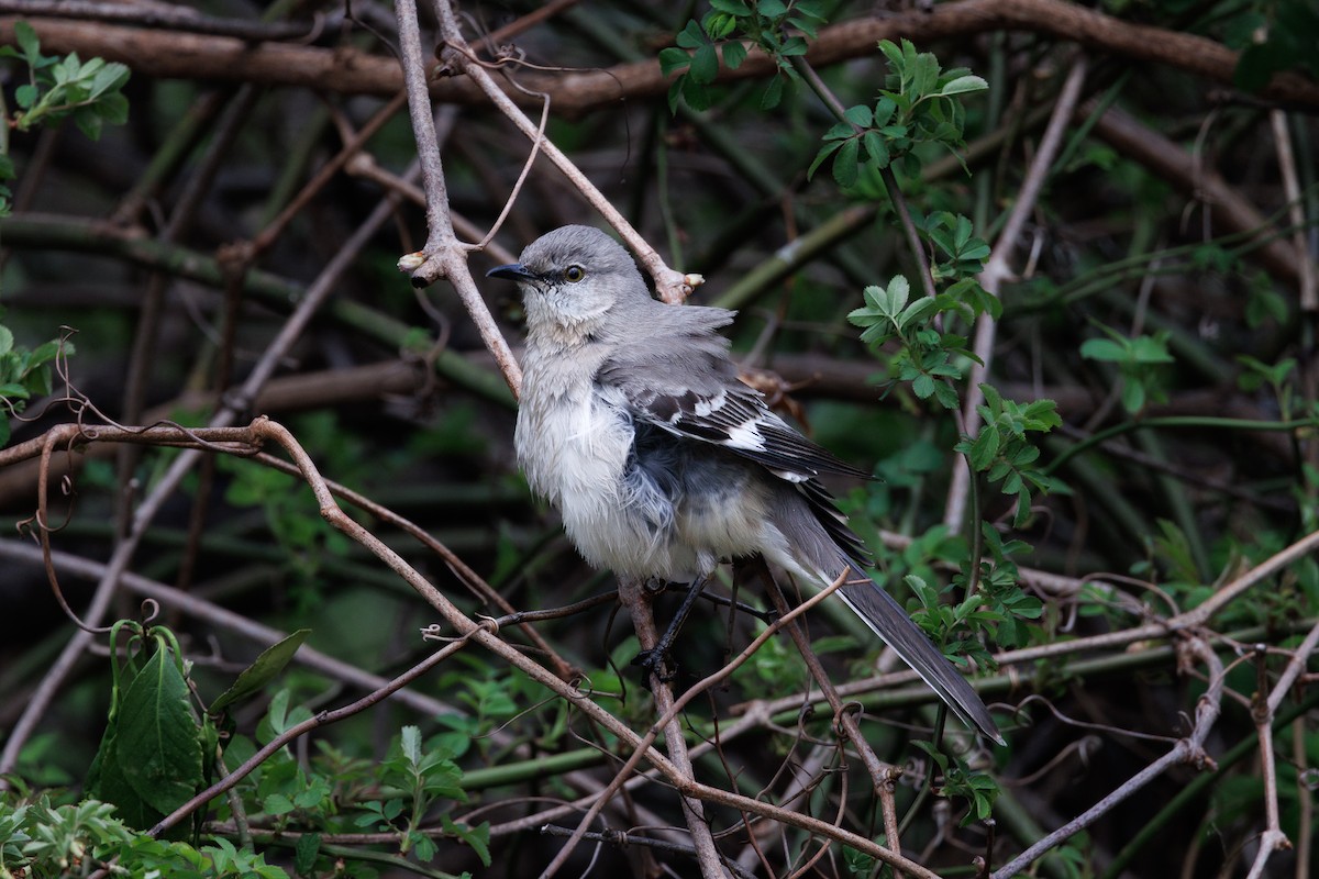 Northern Mockingbird - ML643430355