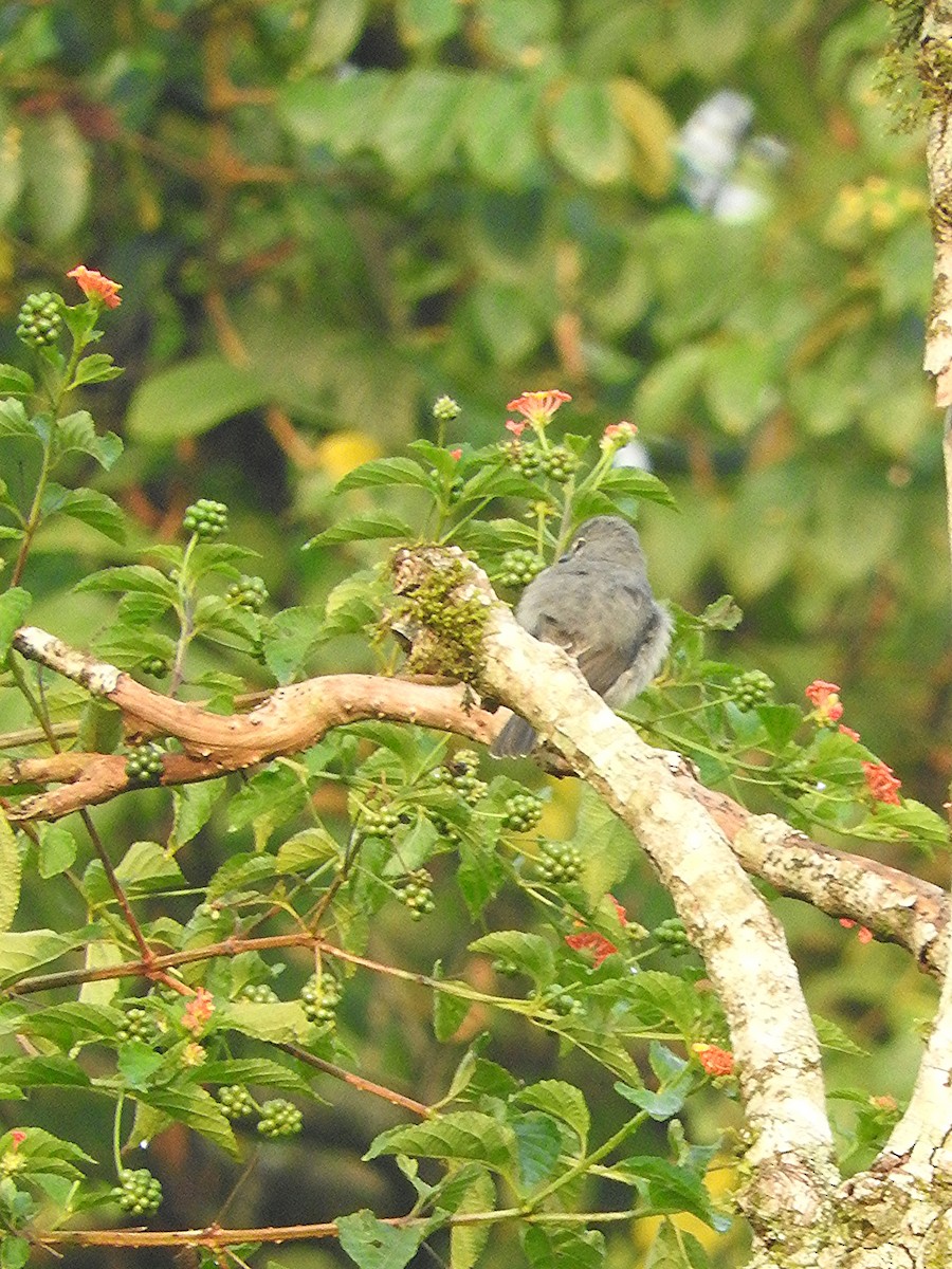 Gray Tit-Flycatcher - ML643430358