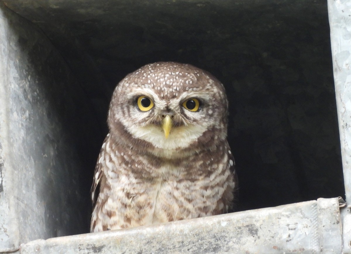 Spotted Owlet - ML643430360