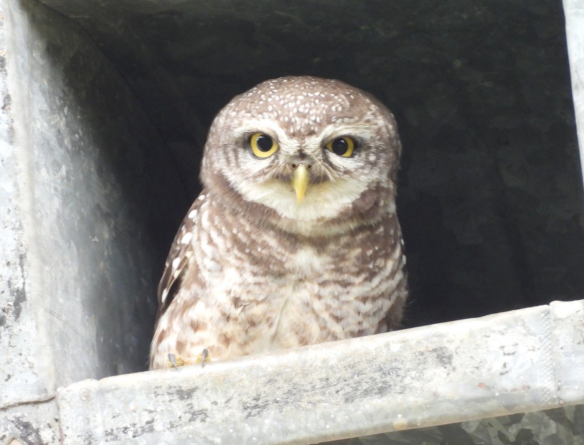 Spotted Owlet - ML643430361