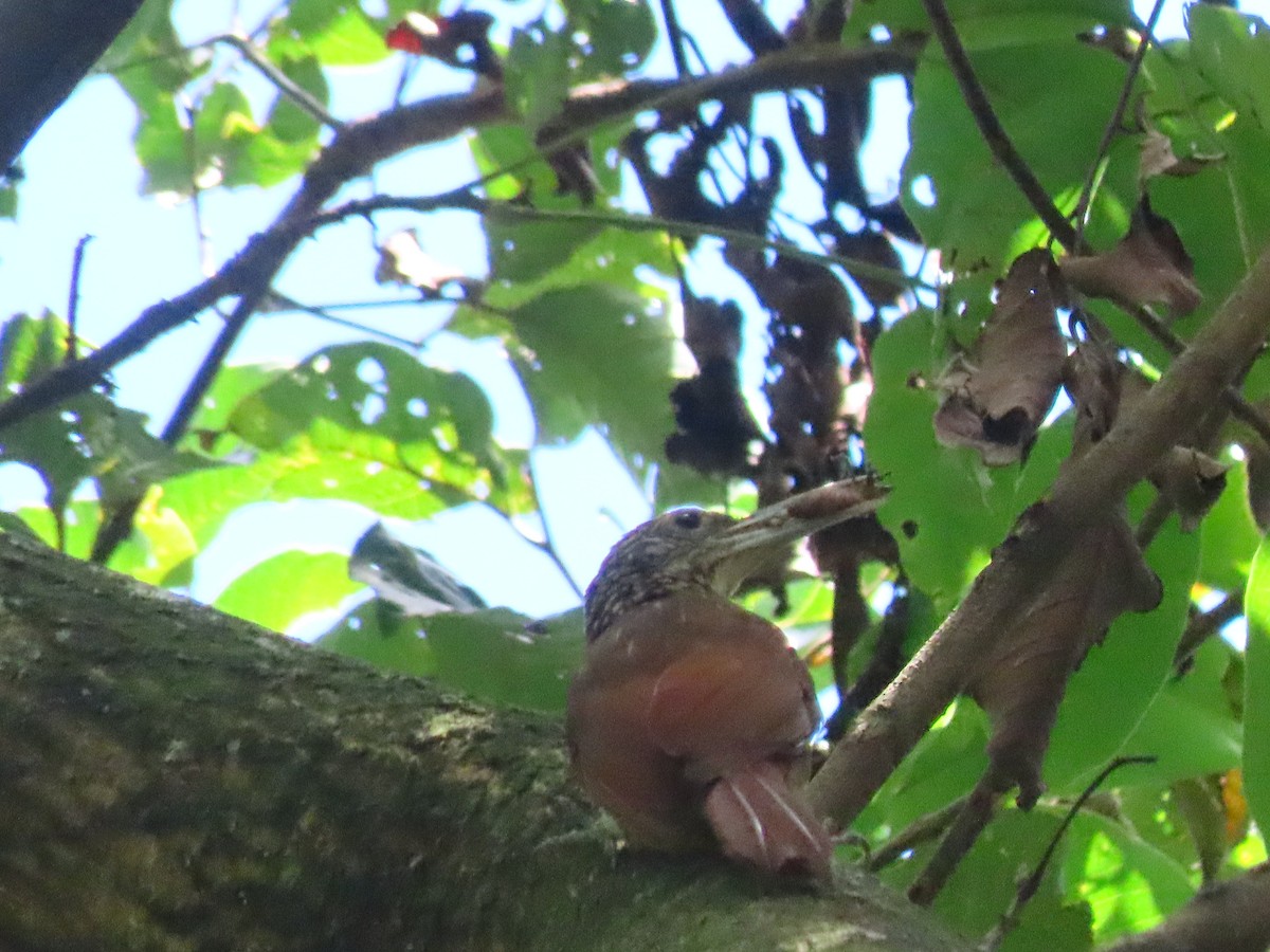 Straight-billed Woodcreeper - ML643430364